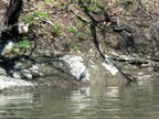 IMG 4532